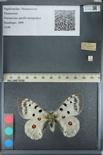 Media type: image;   Entomology 175086